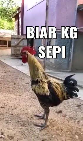 biar gak sepi ayam berkokok 😂😂 😀😂