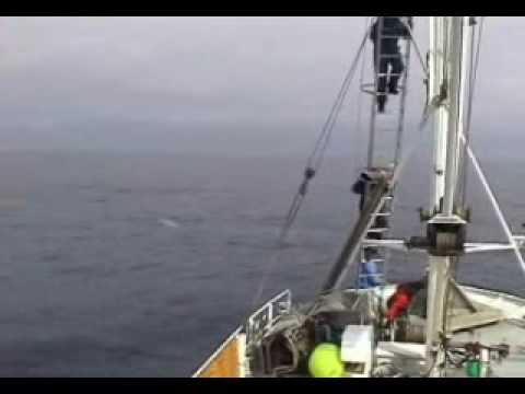 Video: Island Vil Lade 2.000 Hvaler Dræbes Over Fem år