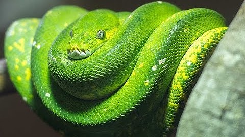 Dublin Zoo : Green Tree Python