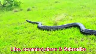 বিশাল বড়ো এনাকুন্ডা সাপ 😱 || Massive Python spotted in Ballito  | Viral video | snake video
