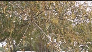 High pollen counts testing SW Floridians' allergies