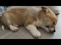 Our corgi  new potato to baked potato part 1 cc on