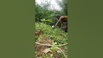 Harvesting cassava part 780 #shorts #farming #cassava #nature  #cassavaroots #cassavafarming