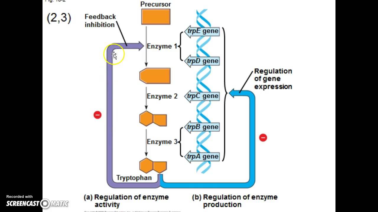 Ap bio essay gene regulation