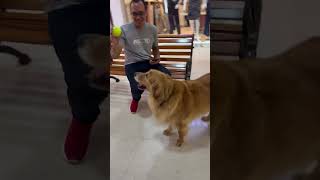 Stormy Golden Retriever #goldenretriever #pets #perros #mascotas #perritos #puppy