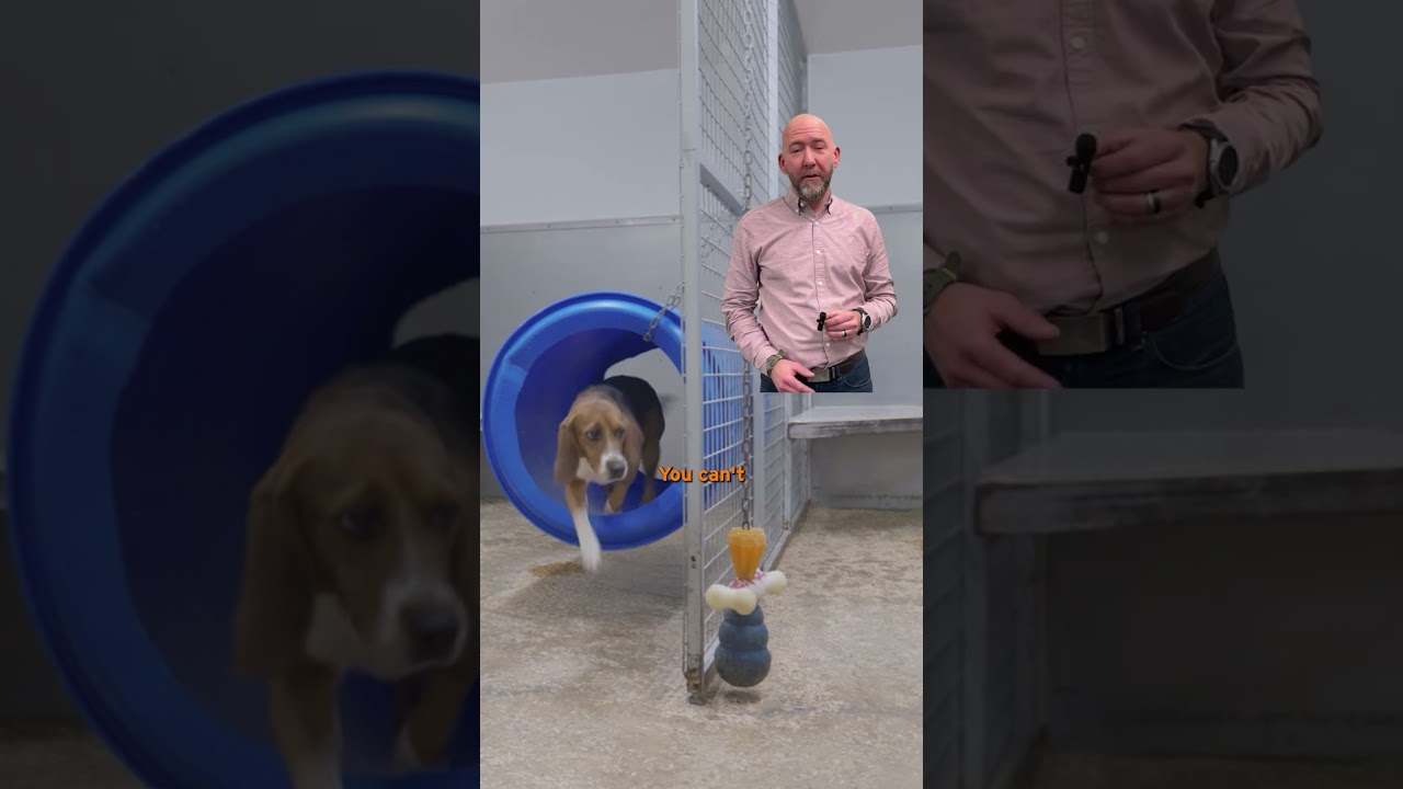 Используются ли собаки до сих пор в экспериментах на животных?