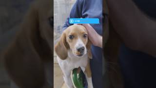 Are Dogs Used In Animal Testing?
How beagles are used in animal testing is a question we get asked a lot. In this video, Head of Policy and Media Chris Magee answers how beagles are used in animal experiments. #animalresearch #beagles #scienceshorts #animaltesting
All video footage was filmed by UAR in UK research facilities, licensed by the UK Home Office and regulated under the Animals (Scientific Procedures) Act 1986.
Watch more videos on animal research at www.uar.org.uk/resources or www.youtube.com/@understandinganimalresearch Are Dogs Used In Animal Testing?