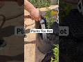 My Chili Plants Were Struggling in the Heat… So I Fixed It Fast