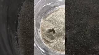 sinkhole experiment for Earth Science!
