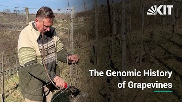 The Genomic History of Grapevines (mit deutschen Untertiteln)