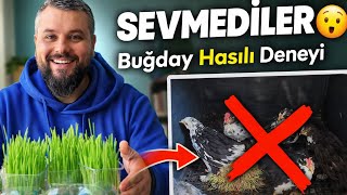 Evde Buğday Hasılı Yaptım! Tavuk ve Bıldırcınlar Sevdi mi? (Gerçek Deney)
