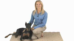 Deramaxx Relieves Your Dog's Joint and Arthritis Pain