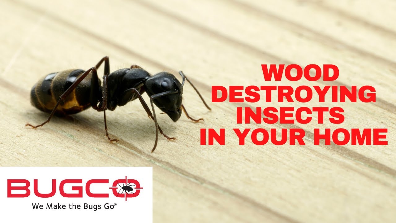 WoodDestroying Insects (Carpenter Ants) BUGCO® Pest Control