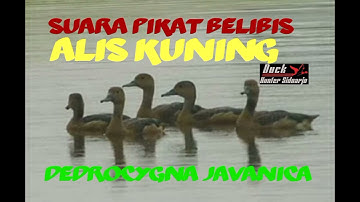 SUARA PIKAT BURUNG BELIBIS ALIS KUNING/dendrocygna javanica