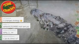 Video: Cocodrilo casi lo COME