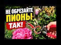 Как обрезать пионы после цветения и чем подкормить для пышного цветения в следующем году🌺