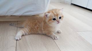 Cute Little Kitten That Keeps Slipping And Cant Seem To Move Forward...