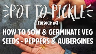 How To Sow & Germinate Peppers & Aubergines  #PotToPickle Ep.3