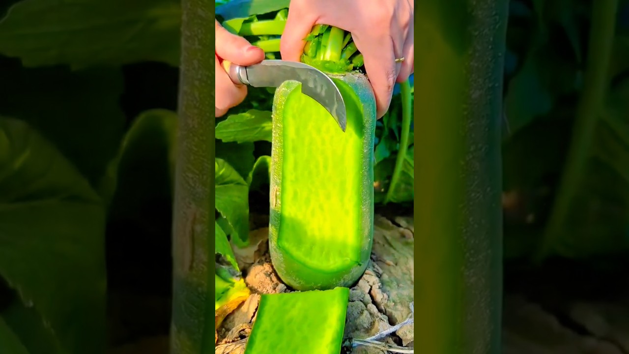 Obejrzyj Peeling the thick green skin of a fresh radish directly from the garden soil using a knife #shorts w YouTube Obejrzyj Peeling the thick green skin of a fresh radish directly from the garden soil using a knife #shorts w YouTube
