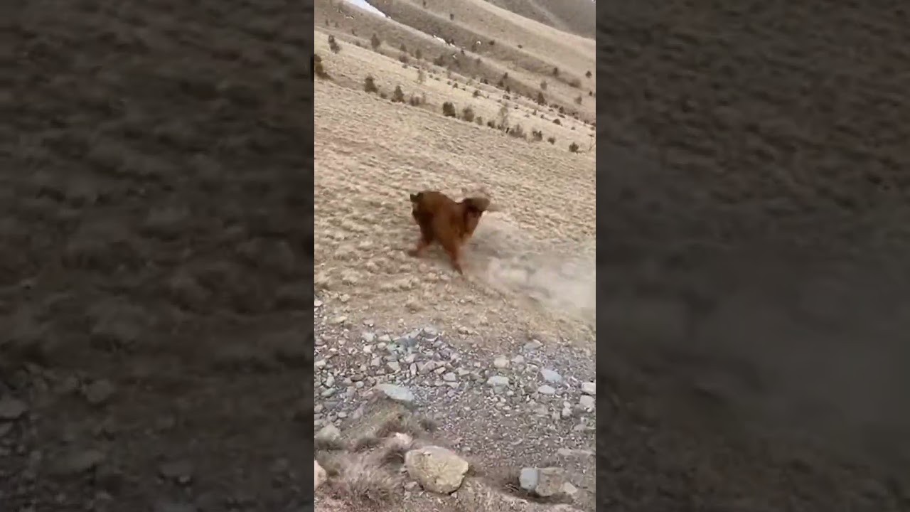 Powerful Tibetan Mastiff Protects Territory from Leopard!
