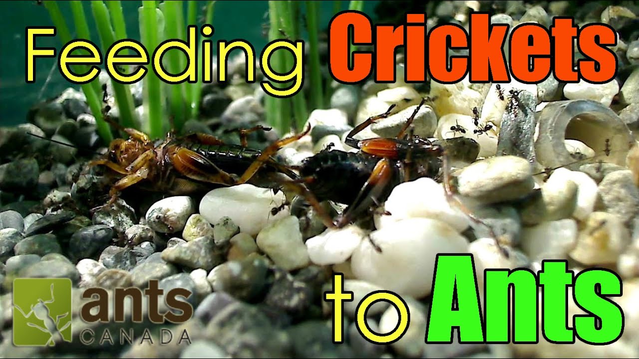 Time lapse Feeding Crickets To Ants YouTube