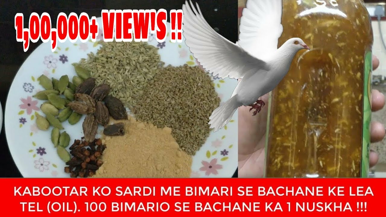 कबूतर के  लिए तेल !! Kabootar ke lea OIL, 100 Bimari se kabootar ka Bachav  !!!