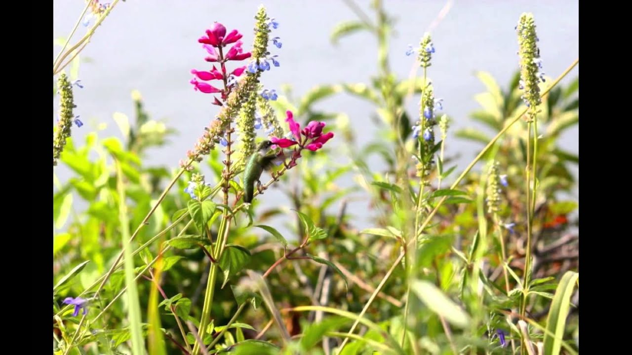 Baiting Hollow Hummingbird Sanctuary YouTube