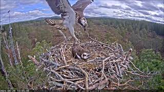 29 April am ~ Asha's morning sticks ~ ©️RSPBLochGarten&WildlifeWindws