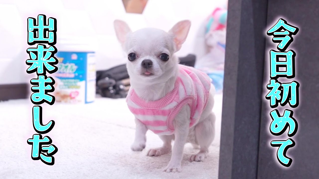 Breaking through the limits] Chihuahua puppy takes a step into a