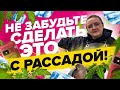 ЗАКАЛКА РАССАДЫ И СРОК ВЫСАДКИ!