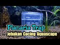 Planaria Trap / Tangkap Planaria di Aquarium