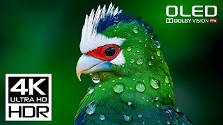 SPECIAL 4K Video 🧿 Dolby Vision 4K 60FPS HDR Video