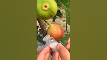 Collecting Fig  Milk #satisfying #plants #learning