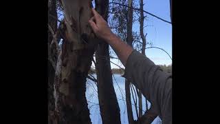 Collecting Witchetty Grubs