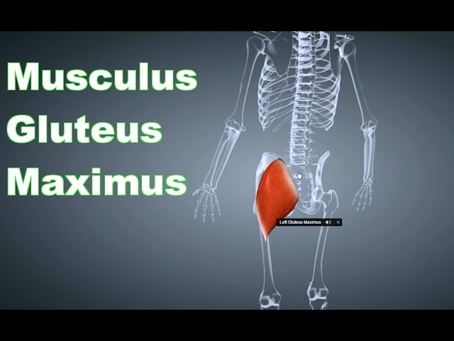 M. Gluteus Maximus Großer Gesäßmuskel: Ansatz, Ursprung, Funktion, Körperübung B-Lizenz Prüfung