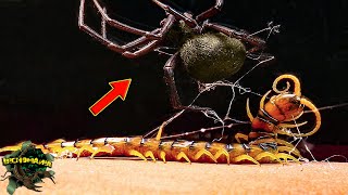 EPIC meeting! BLACK WIDOW and SCOLOPENDRA in action - HUNTING Strategies by BICHOMANIA 16,438 views 5 months ago 10 minutes, 20 seconds