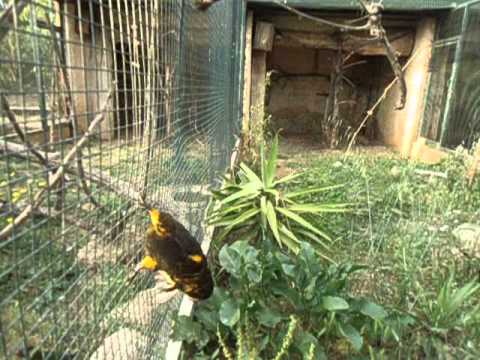 Brown lory - Duyvenbode's