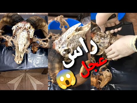 إبطال سحر فتاة يتجدد لها أكثر من ١٥ مره البنت المسحورة تعاني من صداع الراس والسحر يودي الي الموت