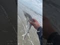 Galveston fishing #saltwaterfishing #galvestonfishing #galveston #redfish #fishing #surffishing