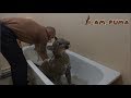Как помыть пуму. Часть 1 СТИРКА How to wash puma. Part 1 the WASH