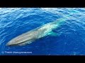シロナガスクジラのドローン空撮🐳／Drone footage of Blue Whale／「sky／♪」