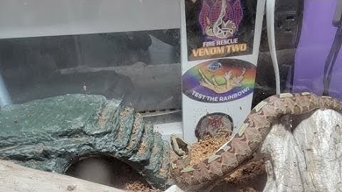 First Ball Python Clutch Of The Year. REVEALED!!