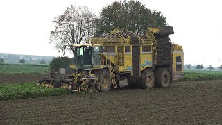 [Zuckerrüben 2023] Maschinenring Wetterau ROPA Tiger6S Rübenroder in der Wetterau unterwegs