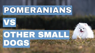 What Sets Pomeranians Apart from Other Tiny Breeds? ll Pomeranians Vs Other Small Breeds
