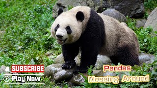 【Panda Billboard】Episode 350 Mischievous Pandas Messing Around With Their Buddies | iPanda