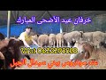 أجود خرفان عيد الأضحى المبارك عند موذروس ببني سيدال الجبل 20 ماي 2024 وللتواصل من هنا 0623295518 أجود خرفان عيد الأضحى المبارك عند موذروس ببني سيدال الجبل 20 ماي 2024 وللتواصل من هنا 0623295518