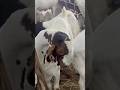 Deonar Bakra Mandi..#shorts #deonarbakra #deonarmandi #bakramandi #goats #bakra #animals #trending