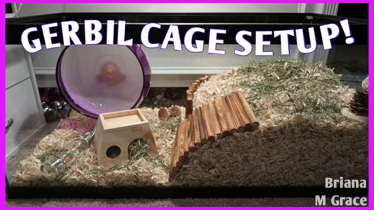 Photo inspiration: Fresh Look at Setting Up My Gerbil Cage