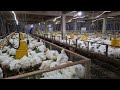 kandang rak populasi ayam 12 ribu