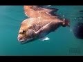 HOW TO HUNT AND CATCH SNAPPER - YouFishTV